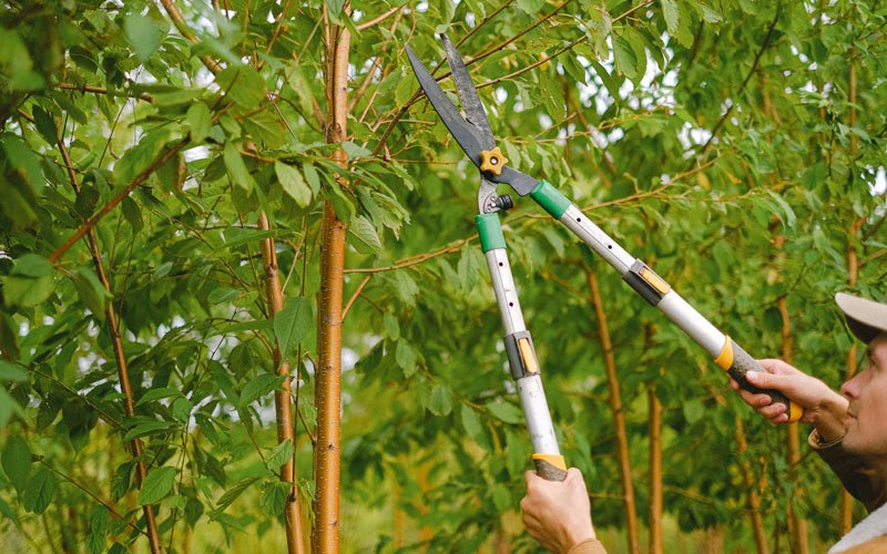 Tree trimming in Helmsburg, IN