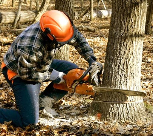 Tree Removal in Helmsburg, IN
